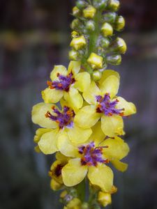 Divizna černá (Verbascum nigrum)