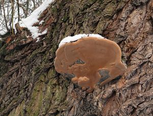 Ohňovec obecný - Phellinus igniarius (L.) Quél. 1886