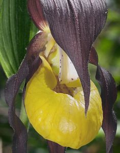 Střevíčník pantoflíček (Cypripedium calceolus)