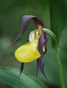 Střevíčník pantoflíček (Cypripedium calceolus)