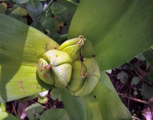 Ocún jesenní (Colchicum autumnale L.)