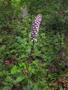 Vstavač nachový (Orchis purpurea Huds.)