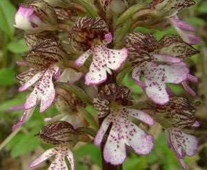 Vstavač nachový (Orchis purpurea Huds.)