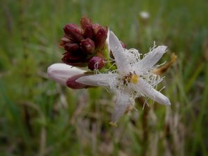 Vachta trojlistá (Menyanthens trifoliata L.)