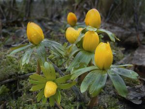 Talovín zimní (Eranthis hyemalis (L.) Salisb.)