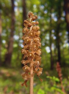 Hlístník hnízdák (Neottia nidus-avis)