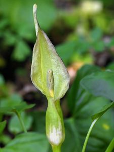 Árón plamatý (Arum maculatum L.)