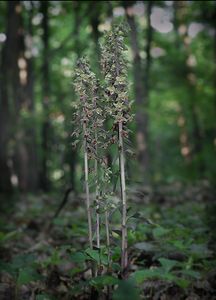 Kruštík modrofialový (Epipactis purpurata Sm.)