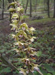 Kruštík modrofialový (Epipactis purpurata Sm.)