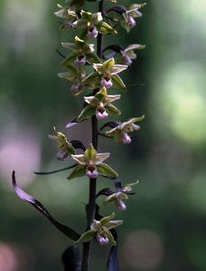 Kruštík modrofialový (Epipactis purpurata Sm.)