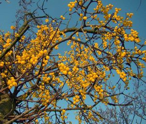 Ochmet evropský (Loranthus europaeus Jacq.)