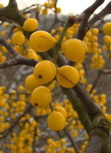 Ochmet evropský (Loranthus europaeus Jacq.)