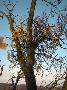 Ochmet evropský (Loranthus europaeus Jacq.)