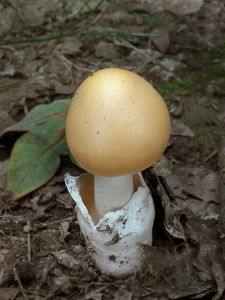 Muchomůrka žlutavá - Amanita contui Bon & Courtec. 1989