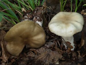 Líha zakouřená - Lyophyllum deliberatum (Britzelm.) Kreisel