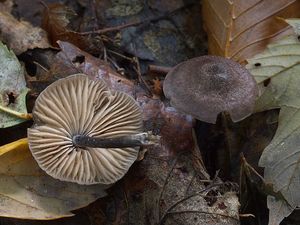 Závojenka hnědofialová - Entoloma tjallingiorum Noordel. 1982