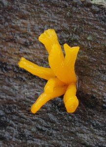 Krásnorůžek vidlený - Calocera furcata (Fr.) Fr. 1827