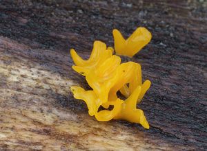 Krásnorůžek vidlený - Calocera furcata (Fr.) Fr. 1827