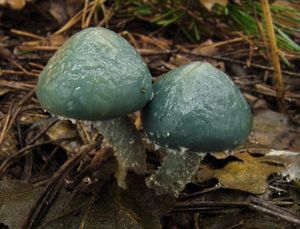 Límcovka měděnková - Stropharia aeruginosa (Curtis) Quél. 1872