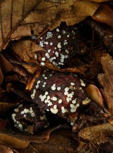 Voskovička buková - Phaeohelotium fagineum (Pers.) Hengstm. 2009