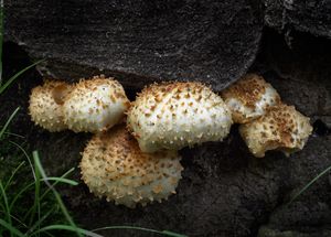 Šupinovka ježatá - Pholiota squarrosoides (Peck) Sacc. 1887