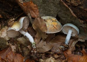 Límcovka modrá - Stropharia caerulea Kreisel 1979