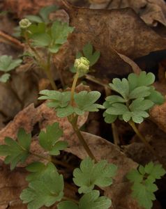 Pižmovka mošusová (Adoxa moschatellina L.)