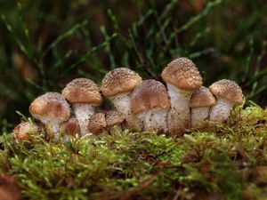 Václavka smrková - Armillaria ostoyae (Romagn.) Herink 1973