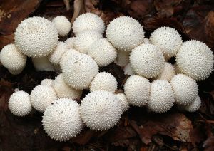 Pýchavka obecná - Lycoperdon perlatum Pers. 1796