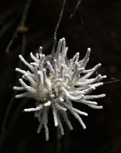 Gibellula sp. - Gibellula sp.