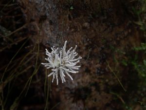 Gibellula sp. - Gibellula sp.