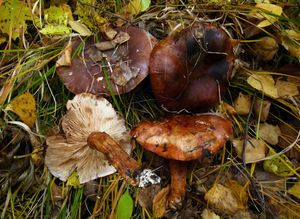 Čirůvka plavohnědá - Tricholoma fulvum (DC.) Bigeard & H. Guill. 1909