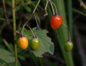 Lilek potměchuť (Solanum dulcamara)