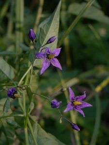 Lilek potměchuť (Solanum dulcamara)