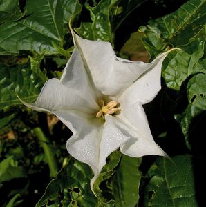 Durman obecný (Datura stramonium)