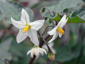 Lilek černý (Solanum nigrum L.)