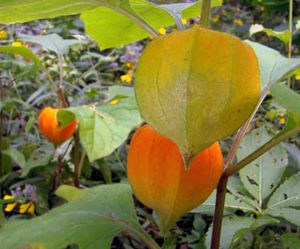 Mochyně židovská třešeň (Physalis alkekengi L.)