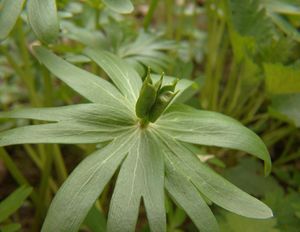 Talovín zimní (Eranthis hyemalis (L.) Salisb.)