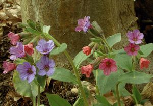 Plicník lékařský (Pulmonaria officinalis)