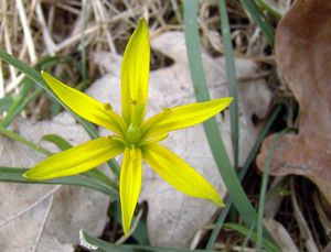 Křivatec žlutý (Gagea lutea)