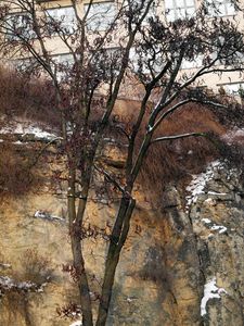 Dřezovec trojtrnný (Gleditsia triacanthos)