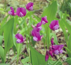 Hrachor jarní (Lathyrus vernus)