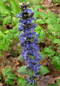 Zběhovec plazivý (Ajuga reptans)