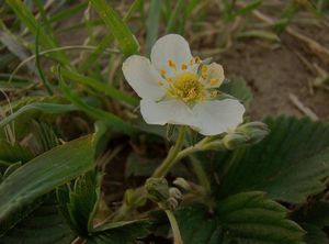 Jahodník obecný (Fragaria vesca)