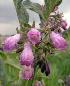 Kostival lékařský (Symphytum officinale)