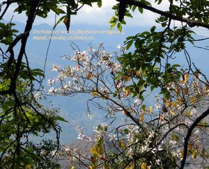 Orchideový strom (Bauhinia variegata )