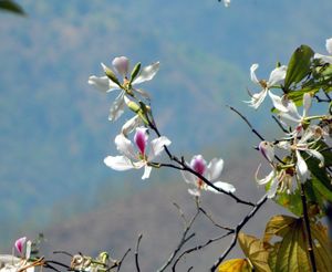 Orchideový strom (Bauhinia variegata )