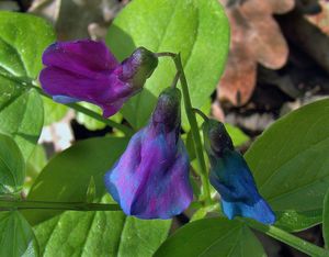 Hrachor jarní (Lathyrus vernus)