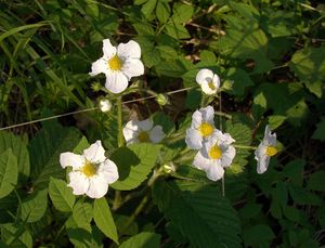 Jahodník obecný (Fragaria vesca)