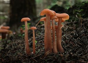 Lakovka obecná - Laccaria laccata (Scop.) Cooke 1884